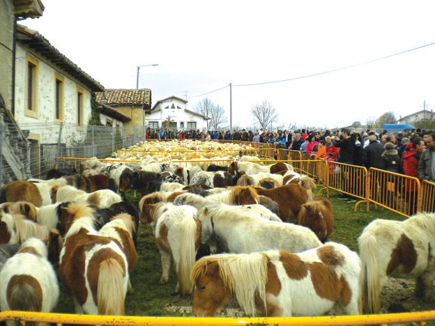 XVI Feria Agrícola, Ganadera y de la Patata de Losa en Quincoces de Yuso